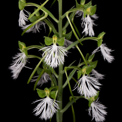 Habenaria medioflexa Turrill is a tuberous terrestrial orchid in the section Medusaeformes. It is native from southern Yunnan in China through mainland Southeast Asia to Peninsular Malaysia, including Thailand, Vietnam, Laos, Cambodia and Myanmar. It grows in wet tropical habitats and is generally associated with forest environments. The plant reaches about 30–48 cm tall and develops fleshy, oblong tubers with 4–5 main leaves along the erect stem.