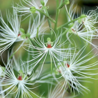 Habenaria medusa is a striking tuberous terrestrial orchid native to western and central Malesia, including Borneo, Java, Sulawesi and Sumatra. It grows primarily in wet tropical habitats and is adapted to a pronounced seasonal growth and dormancy cycle. The plant develops 4–5 lanceolate green leaves and produces a tall, terminal inflorescence that can reach around 40 cm.