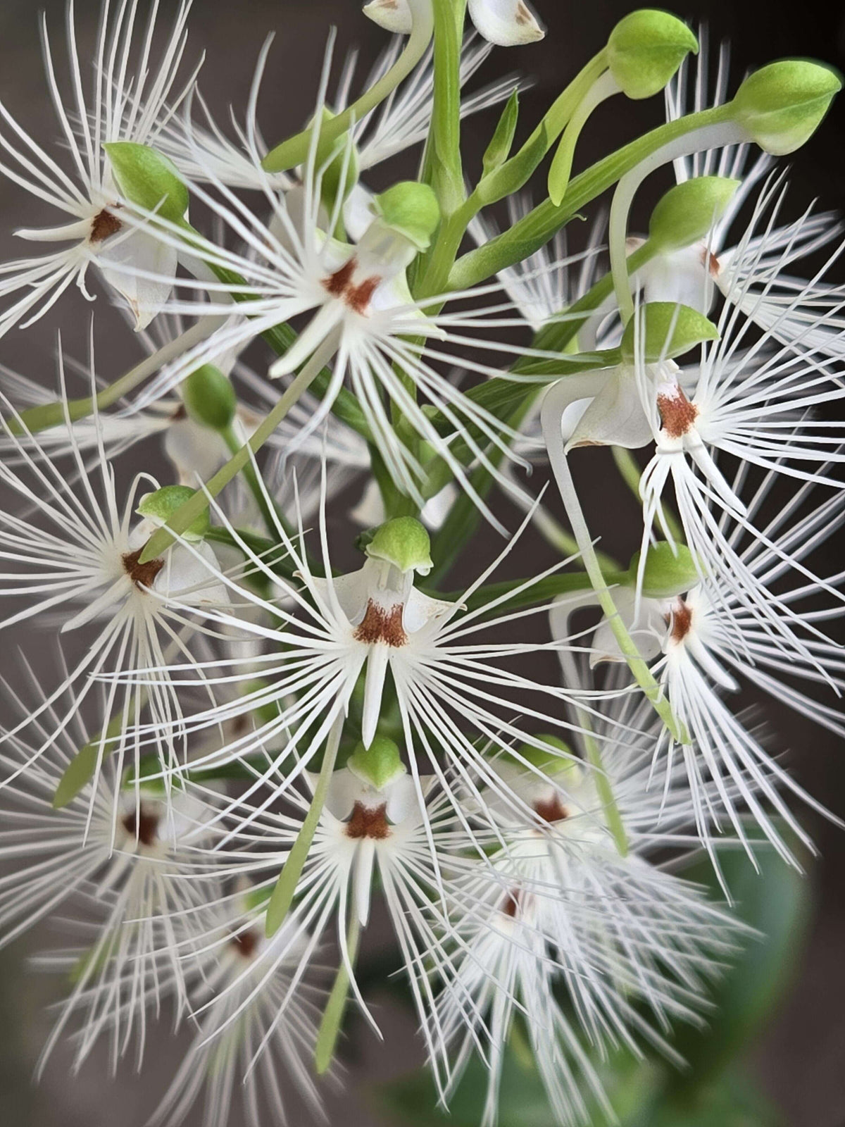 Habenaria medusa is a striking tuberous terrestrial orchid native to western and central Malesia, including Borneo, Java, Sulawesi and Sumatra. It grows primarily in wet tropical habitats and is adapted to a pronounced seasonal growth and dormancy cycle. The plant develops 4–5 lanceolate green leaves and produces a tall, terminal inflorescence that can reach around 40 cm.