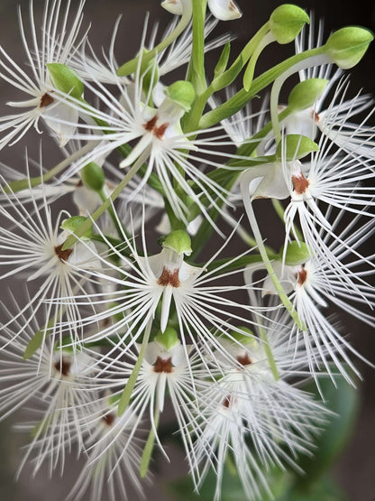 Habenaria medusa is a striking tuberous terrestrial orchid native to western and central Malesia, including Borneo, Java, Sulawesi and Sumatra. It grows primarily in wet tropical habitats and is adapted to a pronounced seasonal growth and dormancy cycle. The plant develops 4–5 lanceolate green leaves and produces a tall, terminal inflorescence that can reach around 40 cm.