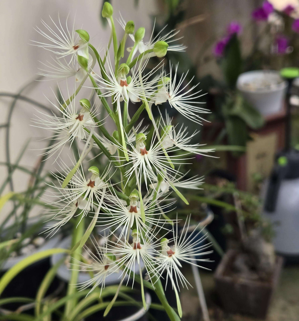 Habenaria medusa is a striking tuberous terrestrial orchid native to western and central Malesia, including Borneo, Java, Sulawesi and Sumatra. It grows primarily in wet tropical habitats and is adapted to a pronounced seasonal growth and dormancy cycle. The plant develops 4–5 lanceolate green leaves and produces a tall, terminal inflorescence that can reach around 40 cm.
