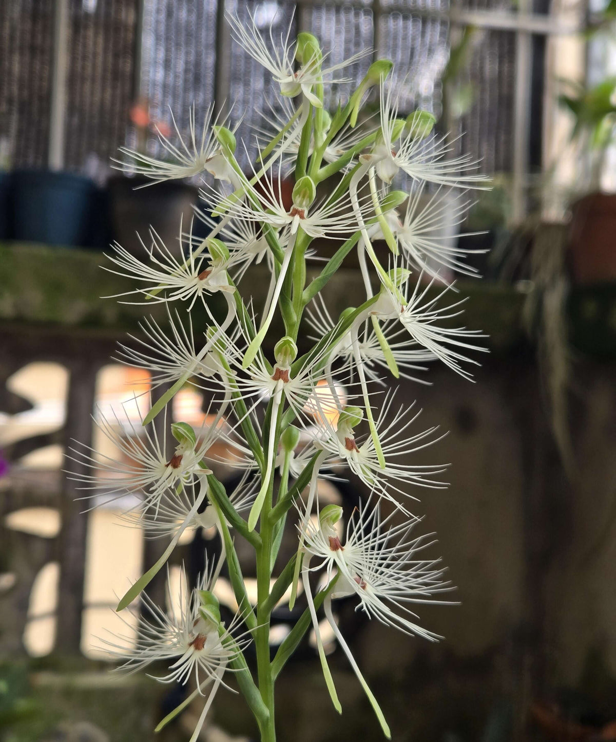 Habenaria medusa is a striking tuberous terrestrial orchid native to western and central Malesia, including Borneo, Java, Sulawesi and Sumatra. It grows primarily in wet tropical habitats and is adapted to a pronounced seasonal growth and dormancy cycle. The plant develops 4–5 lanceolate green leaves and produces a tall, terminal inflorescence that can reach around 40 cm.