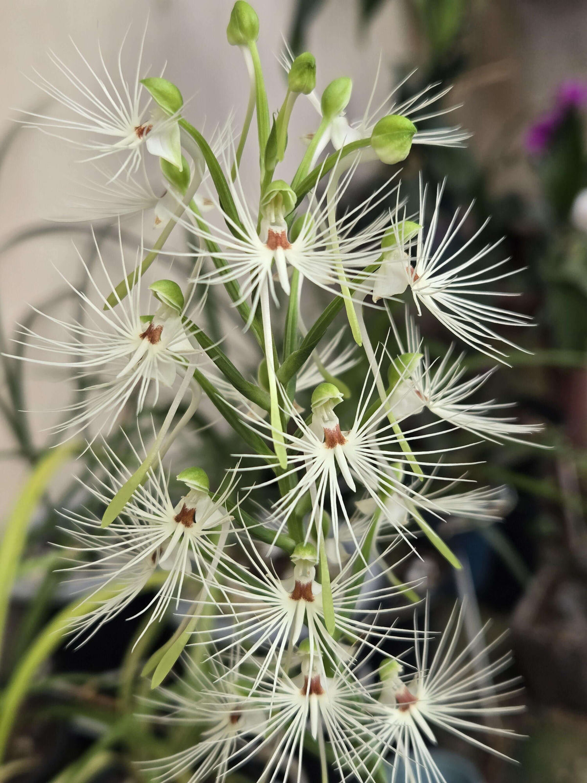 Habenaria medusa is a striking tuberous terrestrial orchid native to western and central Malesia, including Borneo, Java, Sulawesi and Sumatra. It grows primarily in wet tropical habitats and is adapted to a pronounced seasonal growth and dormancy cycle. The plant develops 4–5 lanceolate green leaves and produces a tall, terminal inflorescence that can reach around 40 cm.
