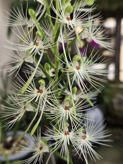 Habenaria medusa is a striking tuberous terrestrial orchid native to western and central Malesia, including Borneo, Java, Sulawesi and Sumatra. It grows primarily in wet tropical habitats and is adapted to a pronounced seasonal growth and dormancy cycle. The plant develops 4–5 lanceolate green leaves and produces a tall, terminal inflorescence that can reach around 40 cm.