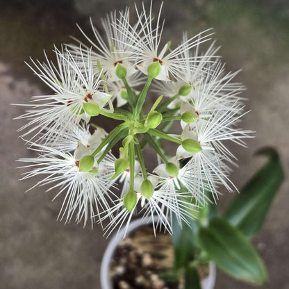 Habenaria medusa is a striking tuberous terrestrial orchid native to western and central Malesia, including Borneo, Java, Sulawesi and Sumatra. It grows primarily in wet tropical habitats and is adapted to a pronounced seasonal growth and dormancy cycle. The plant develops 4–5 lanceolate green leaves and produces a tall, terminal inflorescence that can reach around 40 cm.