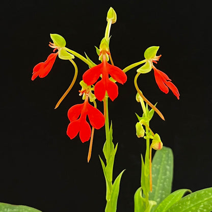 Habenaria rhodocheila Red form is a tuberous terrestrial orchid native from Assam and southern China through mainland Southeast Asia to Peninsular Malaysia. The Red form is a highly attractive color form selected for its intense red to reddish-orange flowers. The flowers are produced on upright stems above a compact rosette of green leaves, creating a colorful display during the active growing season.