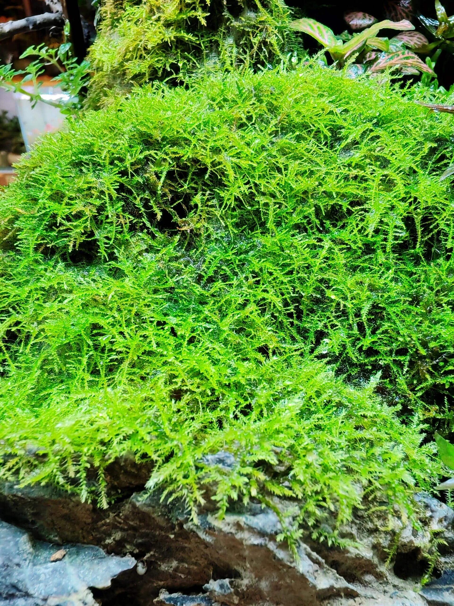 Tiny-leaved Haplocladium Moss (Haplocladium microphyllum) has a dense growth habit, making it aesthetically appealing. It thrives in damp corners of gardens, as well as in bonsai, terrariums, paludariums, and indoor landscapes. It is well-suited for semi-open care, where it can benefit from both humidity and ventilation.