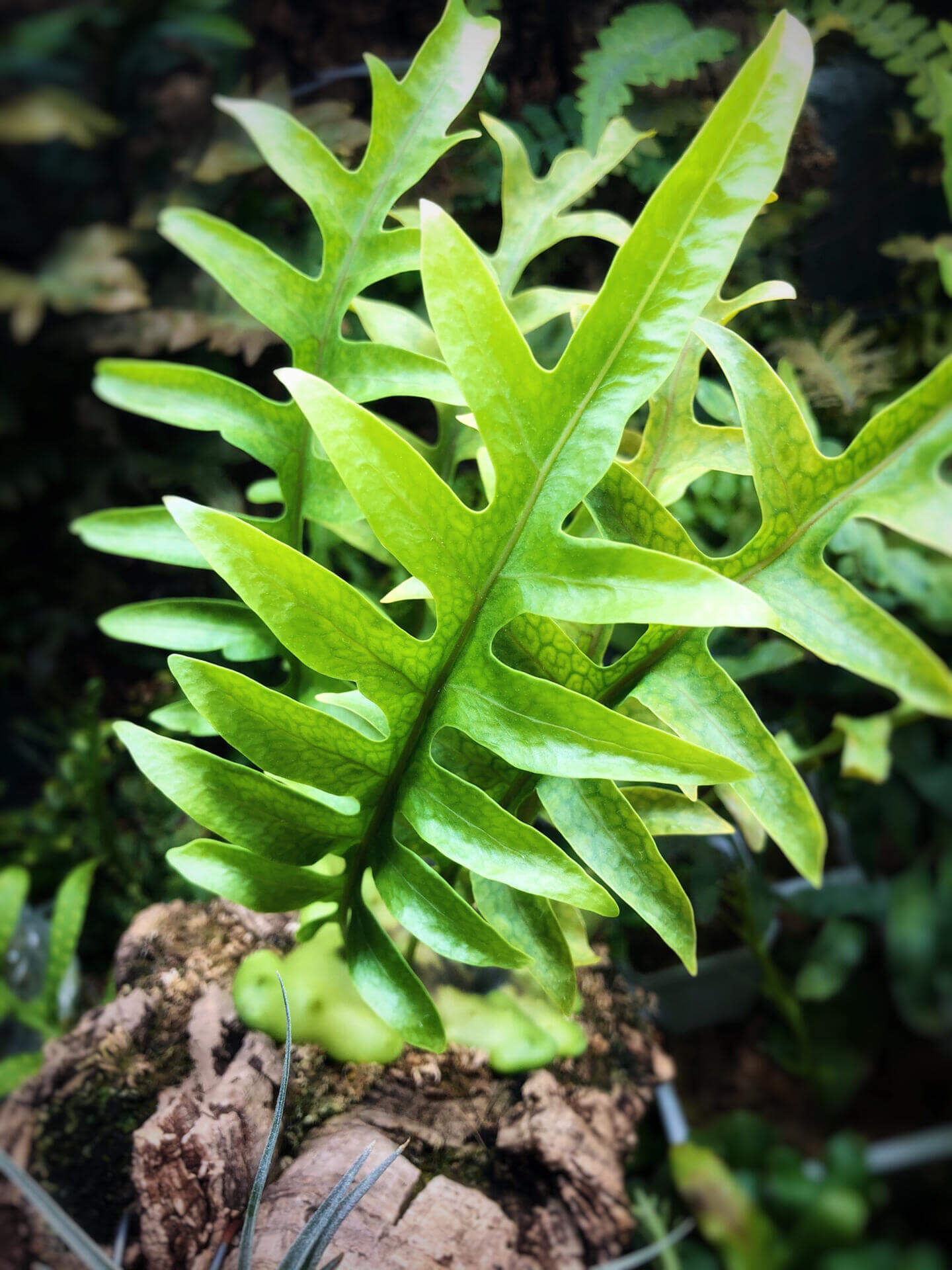 Lecanopteris celebica is an epiphytic ant fern native to Sulawesi (formerly Celebes), Indonesia, thriving as a canopy-dweller attached to tree trunks or branches. It features hollow, thickened rhizomes that develop internal cavities as they mature—creating natural shelters for ants.