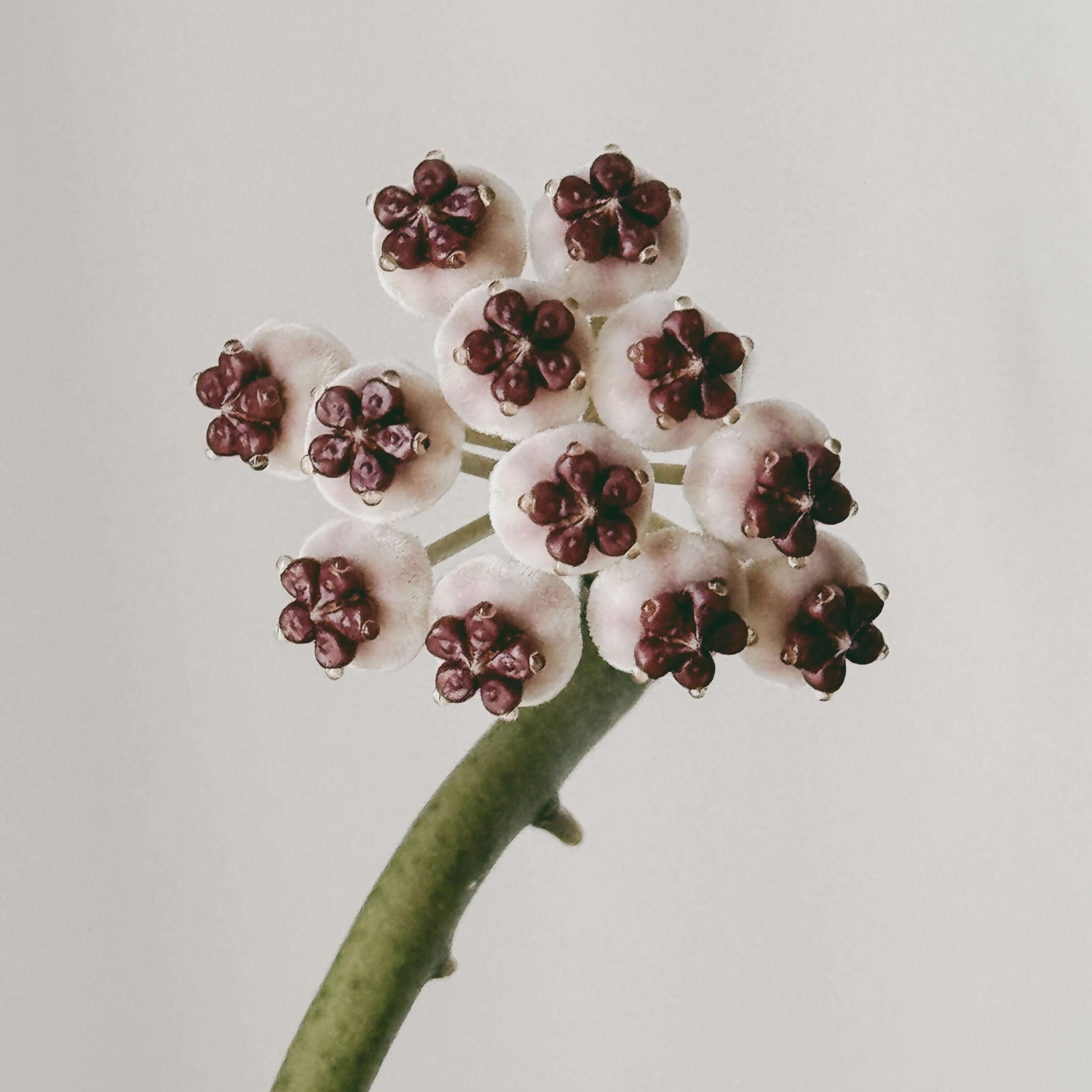 Hoya Kerrii 'Splash' is a stunning cultivar of the heart-shaped Hoya, featuring thick, glossy leaves adorned with silver or white speckles that create a beautiful “paint-splashed” appearance.