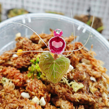 Corybas pictus is a rare and visually striking orchid species known for its distinctive helmet-shaped flowers. Belonging to the Corybas genus, this species is native to Southeast Asia, including regions such as Malaysia, Java, Sumatra, and Borneo. It typically inhabits disturbed areas in foothills and lower montane forests at elevations ranging from 700 to 2000 meters.