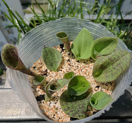 Hemipilia kwangsiensis is a rare terrestrial orchid native to the limestone mountains of Guangxi, China.