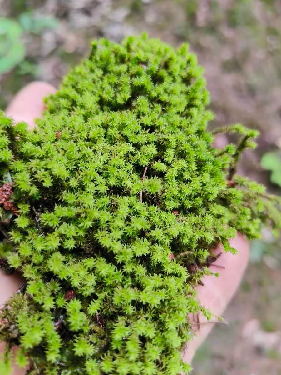 Racomitrium canescens, commonly known as "Star Moss," is a charming moss species with star-shaped leaves that are both unique and visually appealing. This moss is highly sensitive to moisture—when dry, it contracts into a stick-like form, and with a light mist of water, it quickly unfolds back to its original shape. It is a popular moss species for Micro Landscape Terrariums and pairs beautifully with succulents to create a natural, vibrant display.