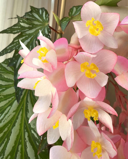 Begonia ‘Sophie Cecile’ (also known as ‘Sophia’ in some contexts) is a striking cane-stem or “angel wing” begonia cultivar first created by hybridizer Belva Nelson Kusler in 1961, via a cross between Begonia ‘Lenore Olivier’ and Begonia aconitifolia.
