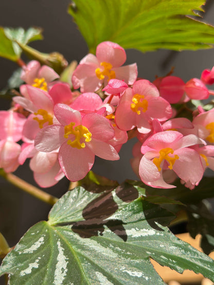 Begonia ‘Sophie Cecile’ (also known as ‘Sophia’ in some contexts) is a striking cane-stem or “angel wing” begonia cultivar first created by hybridizer Belva Nelson Kusler in 1961, via a cross between Begonia ‘Lenore Olivier’ and Begonia aconitifolia.