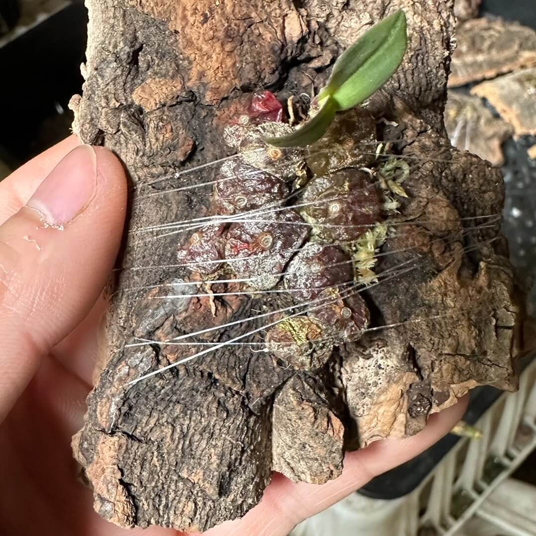 Bulbophyllum ayuthayense is a captivating micro-miniature epiphytic orchid species native to Thailand and Laos. Identified by J.J. Vermeulen, Schuit., and de Vogel in 2014, it thrives at elevations between 600 and 900 meters. Due to its small size and specific environmental needs, it is well-suited for cultivation in terrariums, where its delicate care requirements such as temperature and humidity can be effectively managed.