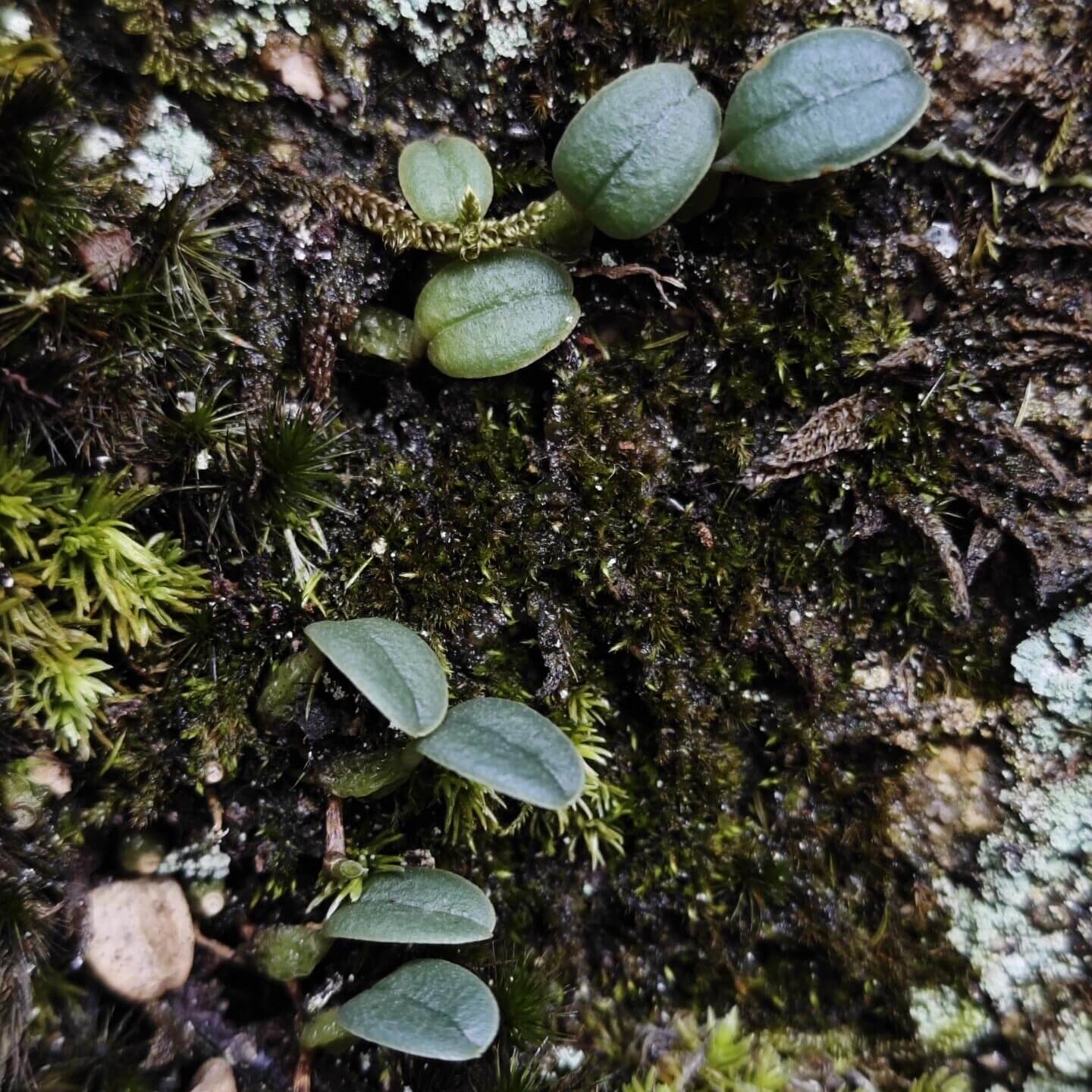 Bulbophyllum inconspicuum is a miniature epiphytic orchid native to temperate regions of East Asia, including Japan (Honshu, Shikoku, Kyushu), the Ryukyu Islands, and South Korea. It thrives in cool to cold climates and is typically found growing on tree trunks in moist, shaded environments, making it well-suited for terrariums that can provide the cool, humid conditions it requires.