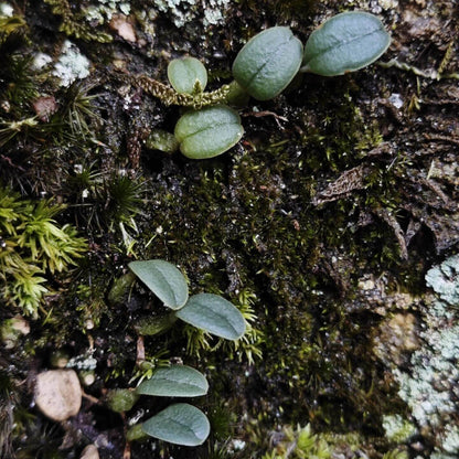 Bulbophyllum inconspicuum is a miniature epiphytic orchid native to temperate regions of East Asia, including Japan (Honshu, Shikoku, Kyushu), the Ryukyu Islands, and South Korea. It thrives in cool to cold climates and is typically found growing on tree trunks in moist, shaded environments, making it well-suited for terrariums that can provide the cool, humid conditions it requires.