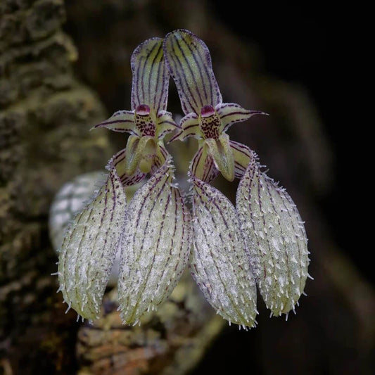 Bulbophyllum polliculosum is a rare and captivating miniature orchid species native to Southeast Asia, particularly found in regions like Myanmar, Thailand, Vietnam, and Laos. Known for its unique growth habit and delicate flowers, this orchid is a fascinating subject for orchid enthusiasts. Due to its specific environmental requirements, it thrives in warm, humid conditions, making it well-suited for terrariums, where humidity and temperature can be carefully controlled to replicate its natural habitat.