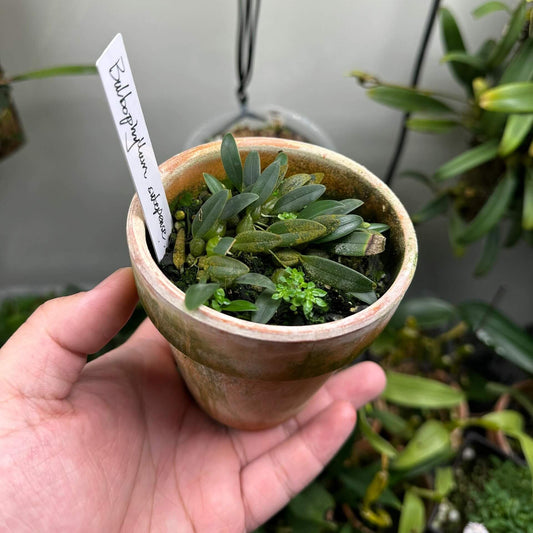 Bulbophyllum sutepense is a captivating miniature orchid species native to subtropical regions of Southeast Asia, including Yunnan (China), Vietnam, Thailand, Laos, and Myanmar. This epiphytic orchid thrives at elevations between 600 and 1,600 meters, typically growing on tree trunks in sparse woodlands.