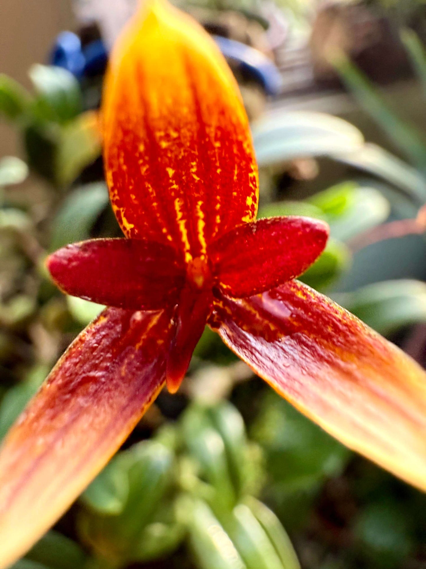 Bulbophyllum pardalotum is a miniature, cool-growing epiphytic orchid native to the Philippines. It thrives at elevations between 1,500 and 2,000 meters, typically found in montane forests. This orchid is very small, making it perfect for terrariums where space and humidity can be carefully controlled.