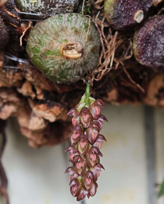 Bulbophyllum triste is a distinctive miniature orchid species native to the subtropical montane forests of Southeast Asia. Belonging to the Bulbophyllum genus, it is renowned for its unique floral morphology and adaptability to various growing conditions.