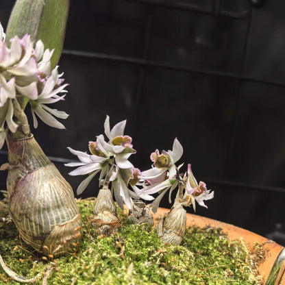 Dendrobium peguanum is a captivating miniature orchid species native to the eastern Himalayas, including regions of India, Nepal, Sikkim, Myanmar, and Thailand. It thrives in hot, humid environments at elevations of 300–400 meters above sea level, often found growing on shrubs and rocks near streams.