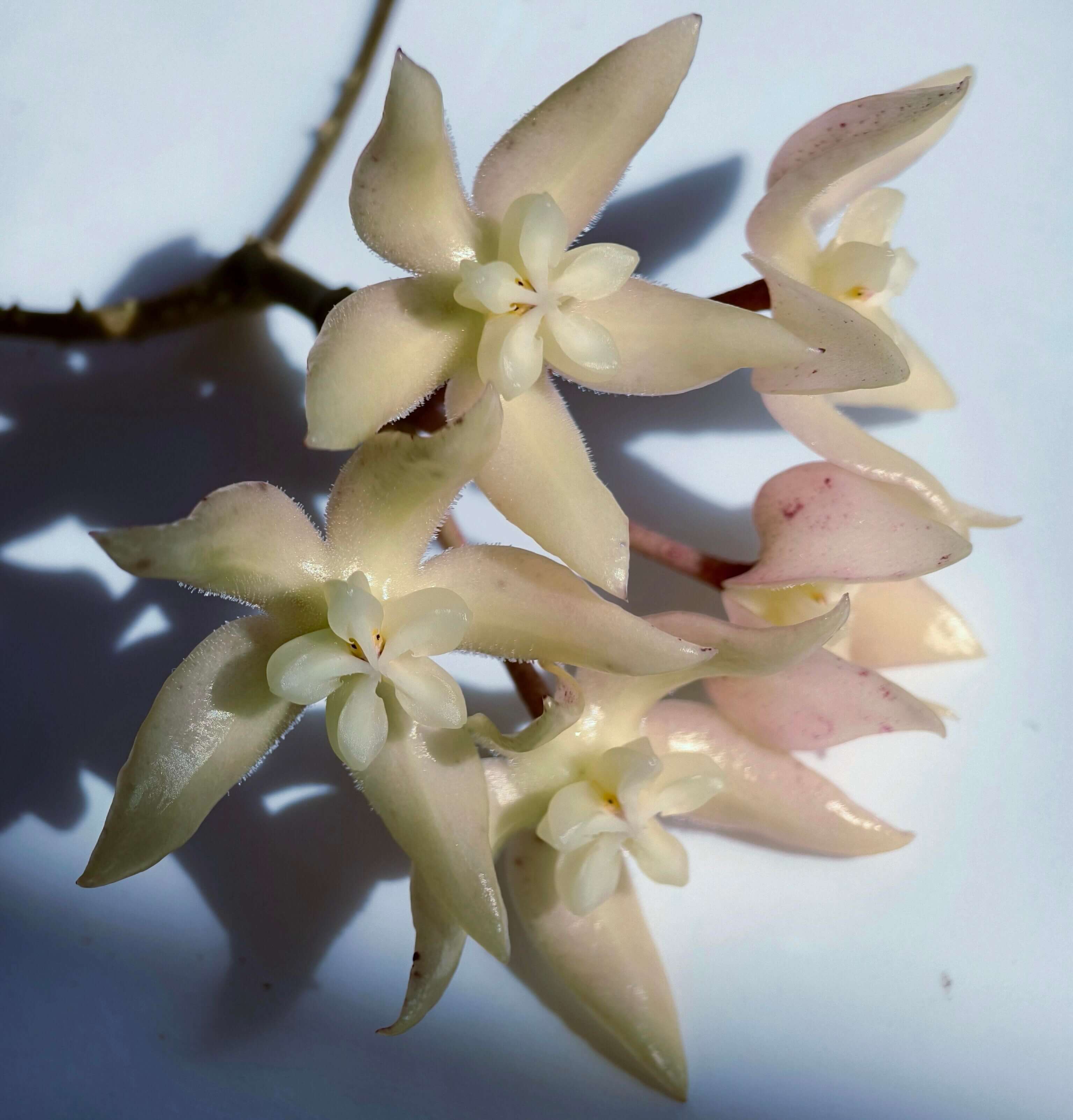 Hoya undulata for Sale – Begin With Plants