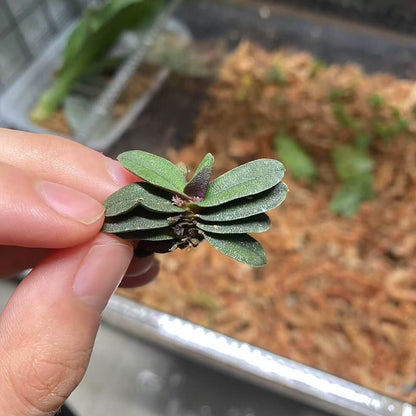 Schoenorchis tixieri is a diminutive and captivating orchid species native to southern Yunnan province in China and central Laos. This orchid is very small, making it perfect for terrariums where space and humidity can be carefully controlled.