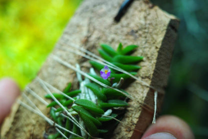 Schoenorchis scolopendria is a micro-miniature epiphytic orchid native to Vietnam, renowned for its unique, centipede-like foliage and vibrant pink flowers. This species is a favorite among orchid enthusiasts and terrarium growers due to its compact size and distinctive appearance.