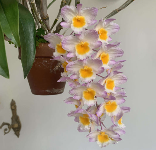 Dendrobium farmeri Pink Form is a captivating orchid variety, renowned for its delicate pink flowers and vibrant yellow lip. The flowers are small and fragrant, arranged in cascading sprays. The petals and sepals feature a soft pink hue, while the lip is bright yellow, often with a white fringe, creating a striking contrast that enhances the overall beauty of the plant.