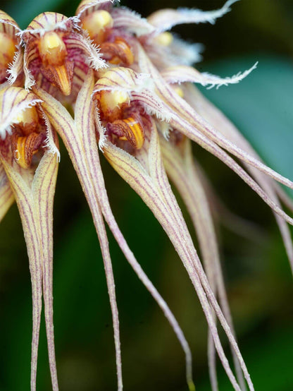 Bulbophyllum sanguineopunctatum, also known as the Blood-Red Spotted Bulbophyllum, is a miniature, warm to hot-growing epiphytic orchid native to Laos and Thailand. This species is renowned for its striking umbels of 3–8 cream-colored flowers adorned with deep pink to red spots, resembling flying mermaids in appearance.