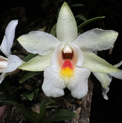 Dendrobium christyanum is a miniature epiphytic orchid native to the highland cloud forests of northern Vietnam, northern Thailand, and southwestern China. It thrives at elevations between 800 and 1,600 meters (2,600 to 5,200 feet), where it experiences cool, humid conditions, making it well-suited for cultivation in terrariums where temperature and humidity can be carefully managed.
