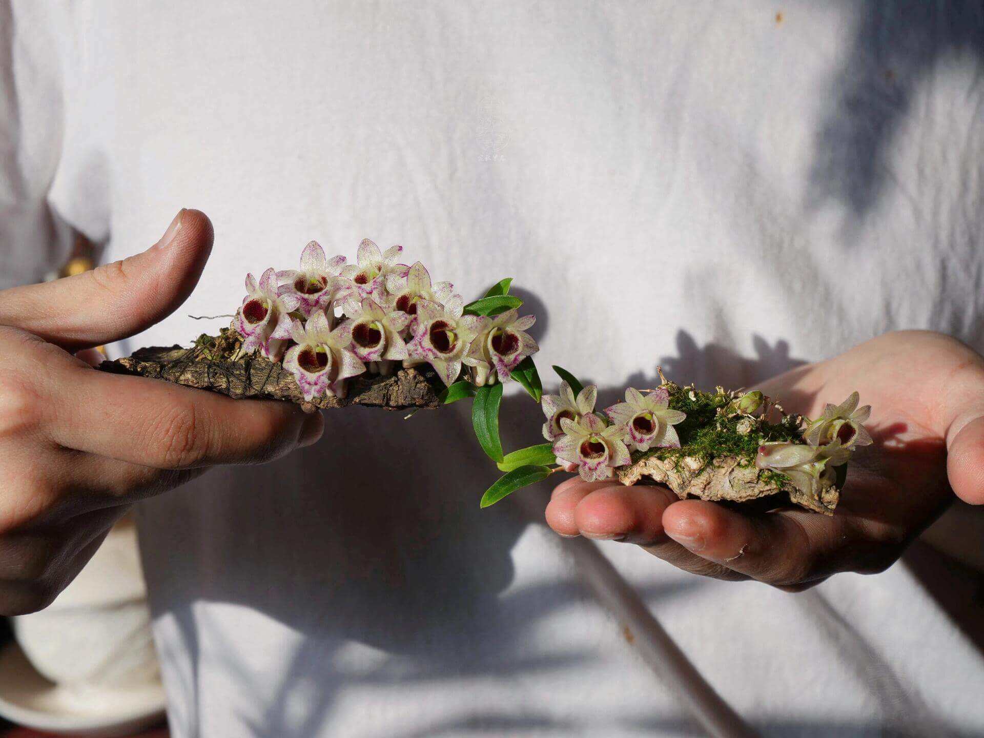 Dendrobium hekouense is a captivating miniature orchid species native to the subtropical highlands of Yunnan, China, and northern Vietnam. First described in 2011, it thrives in cool, humid environments at elevations of 1,000 to 2,000 meters above sea level, making it well-suited for terrariums.