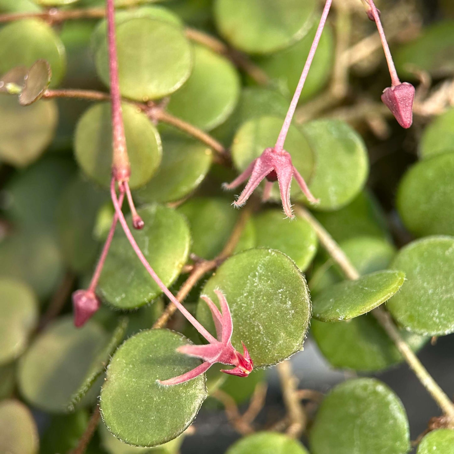 Hoya peltata is a species in the Hoya genus of tropical climbing plants, valued by collectors for its distinctive foliage and trailing growth habit.