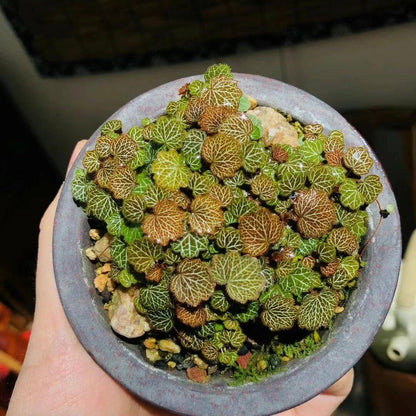 Micro Strawberry Begonia (Saxifraga stolonifera) is an enchanting miniature plant that perfectly embodies natural charm. Its tiny, round leaves form a dense, cushion-like cluster, each leaf beautifully veined with delicate patterns that stand out vividly under the light. The foliage shifts in color with the seasons—from soft greens to warm coppery tones—adding year-round visual interest.