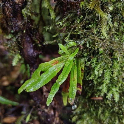 Oreogrammitis adspersa (synonym Grammitis adspersa Blume) is a small, elegant epiphytic species native to the wet tropical forests of western and central Malesia, including Borneo, Java, Malaya, the Philippines, Sumatra, and surrounding regions.