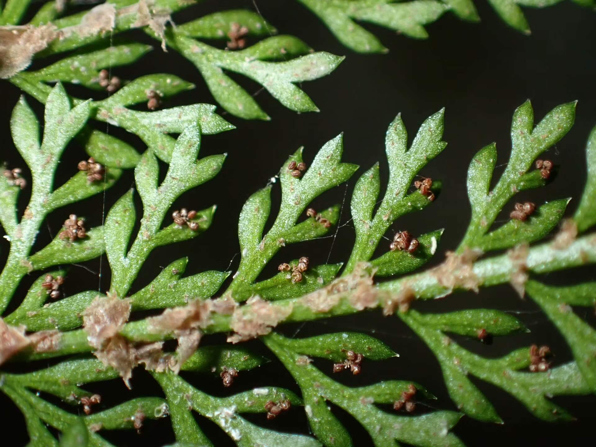 Polystichum alcicorne is a perennial fern native to temperate regions of China, thriving in shaded environments. It's well-suited for shaded garden areas and terrariums, offering attractive, arching fronds.