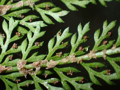Polystichum alcicorne is a perennial fern native to temperate regions of China, thriving in shaded environments. It's well-suited for shaded garden areas and terrariums, offering attractive, arching fronds.