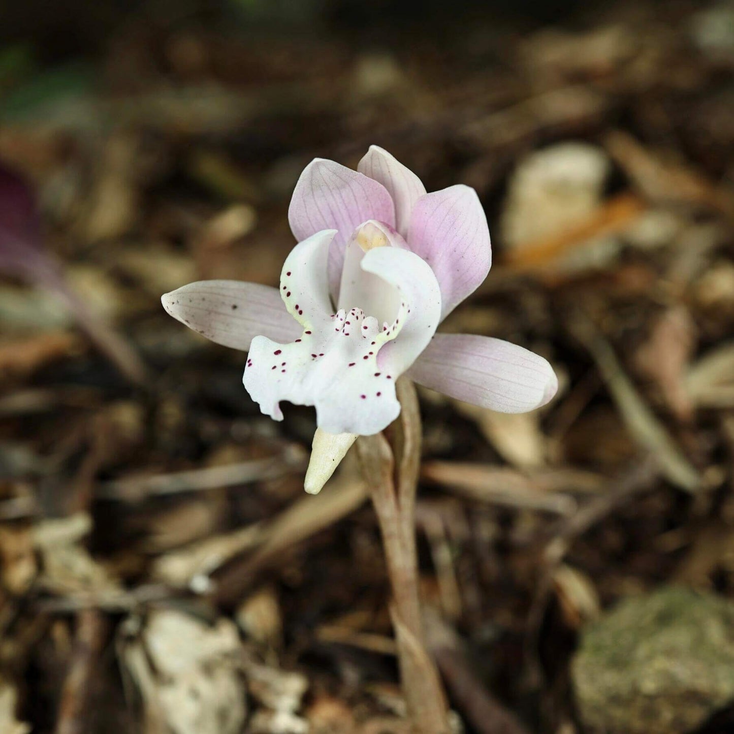 Changnienia amoena is the only species in the monotypic genus Changnienia, belonging to the orchid family Orchidaceae, subtribe Calypsoinae. Described in 1935, it is a terrestrial orchid that grows on the ground rather than epiphytically and possesses pseudobulbs—swollen underground or at-ground storage organs. Each plant typically bears a single, solitary leaf and produces one fairly large flower, about 6.5 cm across, with a purplish-pink or pinkish coloration.