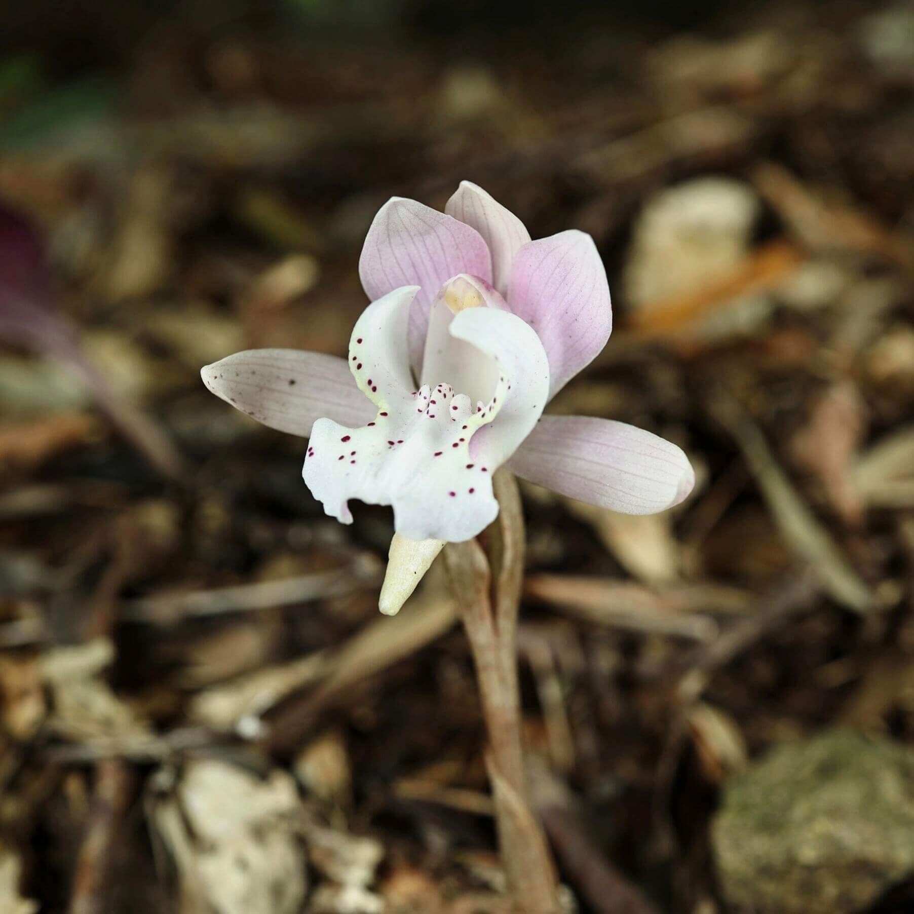 Changnienia amoena is the only species in the monotypic genus Changnienia, belonging to the orchid family Orchidaceae, subtribe Calypsoinae. Described in 1935, it is a terrestrial orchid that grows on the ground rather than epiphytically and possesses pseudobulbs—swollen underground or at-ground storage organs. Each plant typically bears a single, solitary leaf and produces one fairly large flower, about 6.5 cm across, with a purplish-pink or pinkish coloration.