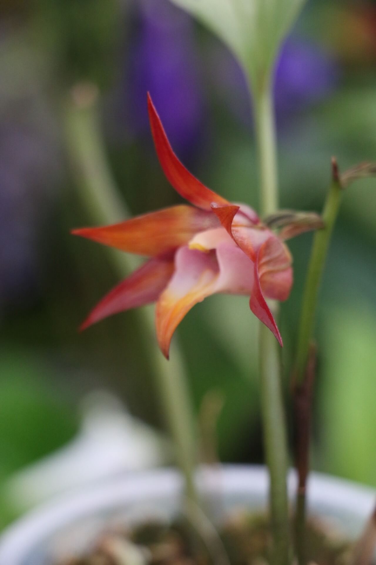 Tainia macrantha (Hook.f.) is a terrestrial orchid native to China (Southwest Sichuan, Guangxi, southern Guangdong) and Vietnam, typically growing on wooded slopes at elevations of about 700 to 1,200 meters.