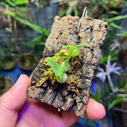 Bulbophyllum physometrum is found in northern Thailand, particularly in the Mae Hong Son Province, at elevations ranging from 1,000 to 1,500 meters above sea level. It thrives in cool, shaded environments with high humidity. This orchid is very small, making it perfect for terrariums where space and humidity can be carefully controlled.