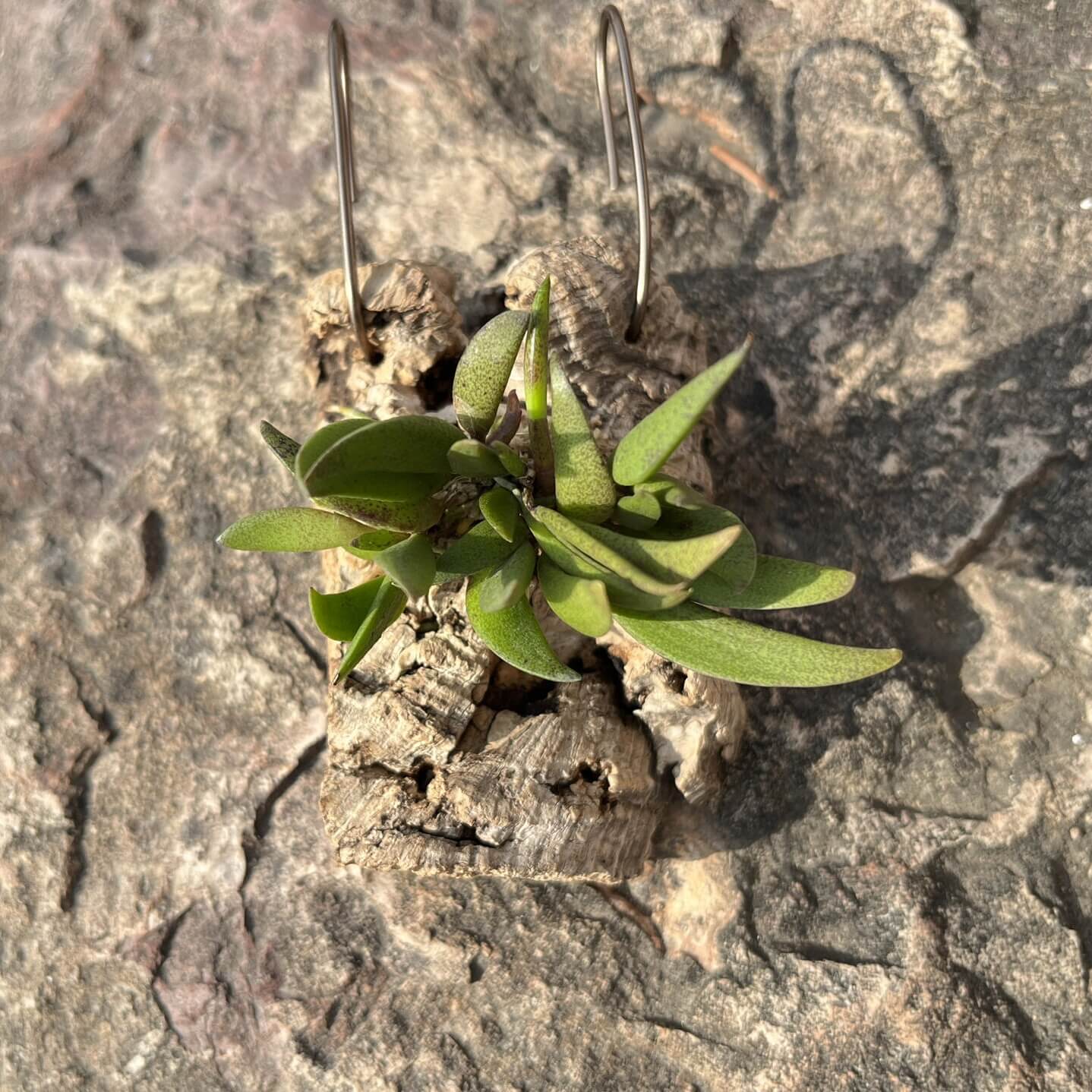 Dockrillia rigida, previously known as Dendrobium rigidum, is a miniature orchid native to tropical regions of northeastern Queensland, Australia, and parts of New Guinea. This species thrives in coastal mangroves, rainforests, and paperbark swamps, typically at elevations ranging from sea level up to 700 meters.