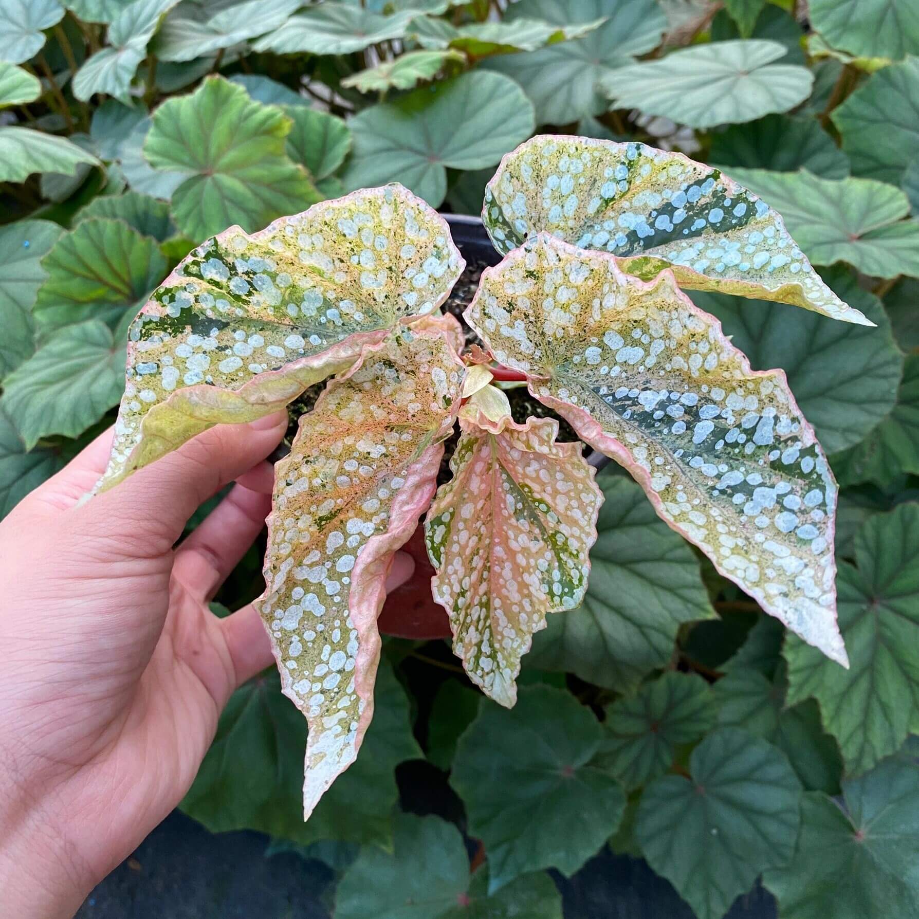 Begonia Variegated Snow Capped has a more delicate and pink appearance compared to Begonia Snow Capped. Its growth is slightly slower than the fully green version. If you want a cute, pink little tree, it thrives best with bright, indirect light.