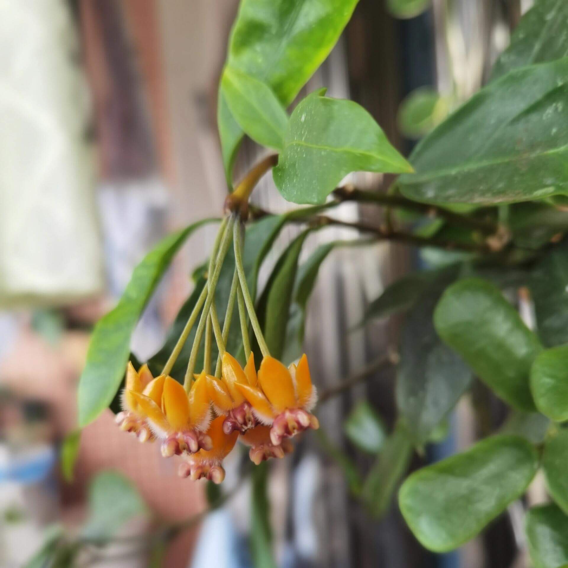 Hoya praetorii is native to Southeast Asia, particularly Sumatra, Borneo, and parts of Indonesia, and grows upright rather than twining strongly, often developing a somewhat bushy habit.
