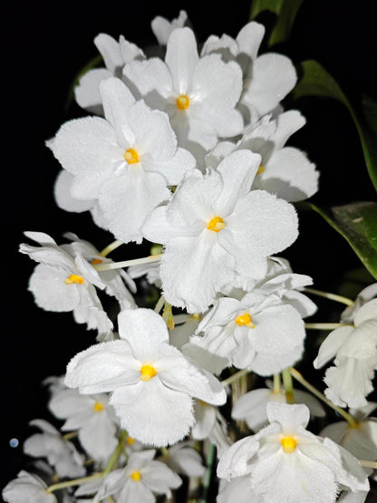 A strikingly rare pure‑white (album) form of Dendrobium farmeri, distinguished by its petaloid lip that mirrors the other petals—making this a highly unusual double mutation. The compact, vigorous plant blooms in spring on both new and old canes, sending out pendulous inflorescences up to 8″ long, covered in fragrant, daisy‑like white flowers (~2–2.5″ across) with yellow anther caps. Native to the eastern Himalayas and Southeast Asia (500–3,300 ft), it thrives in shaded, well‑ventilated conditions.