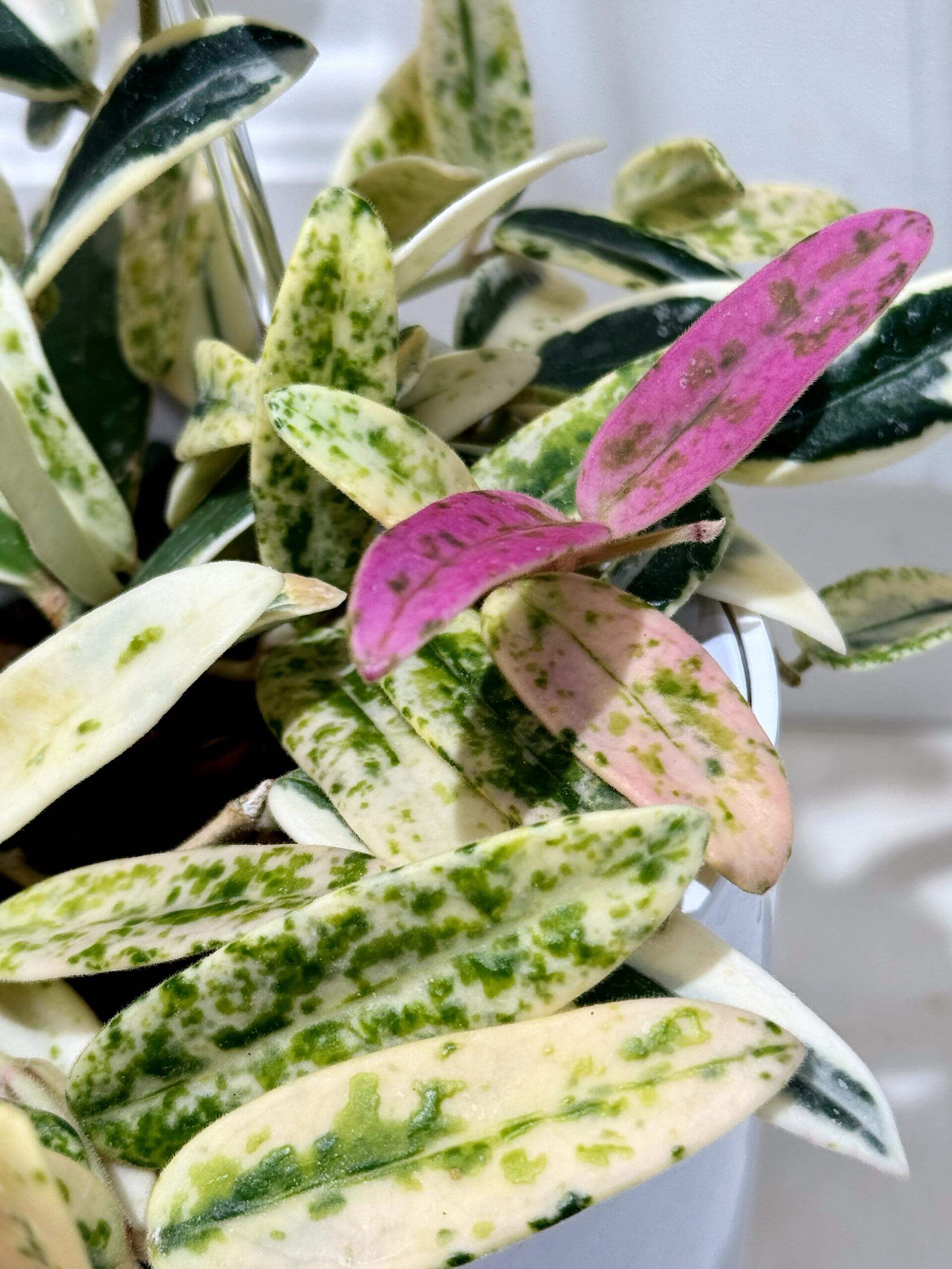 Hoya Lyi ‘Prism’ is a rare and captivating outer-variegated cultivar of the Hoya lyi species. Its thick, glossy dark-green leaves are edged with striking shades of yellow, white, or pink variegation. On some leaves, the variegation extends irregularly toward the center, creating a unique, mosaic-like pattern reminiscent of marbled or virus-like speckling. Compact in growth, this variety is perfect for smaller pots or hanging displays.