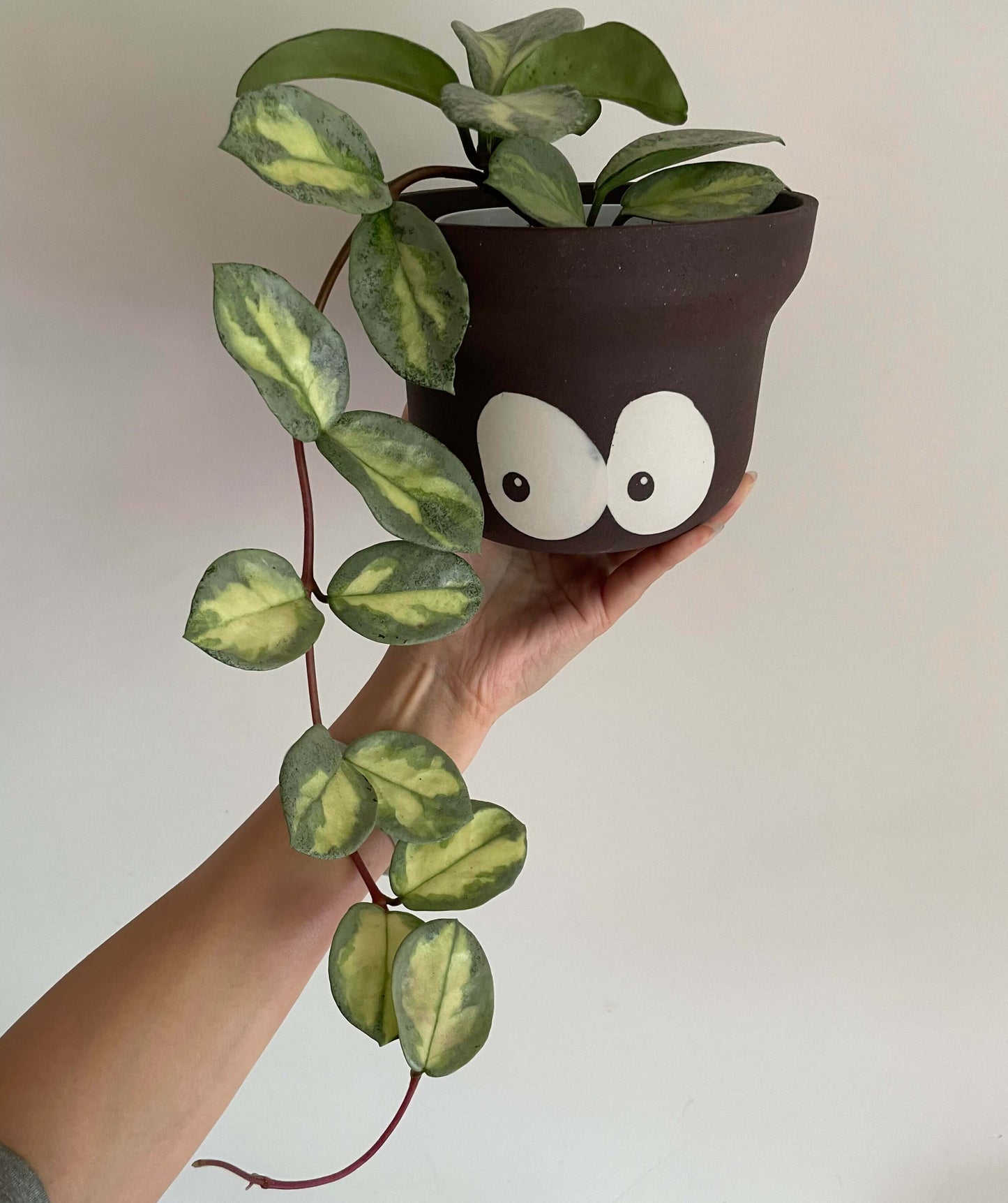 Hoya carnosa 'Argentea Princess' has heart-shaped leaves with yellow variegation at the center and edges in soft green and silver tones. It has a compact, trailing growth habit, making it ideal for hanging baskets or shelf displays.