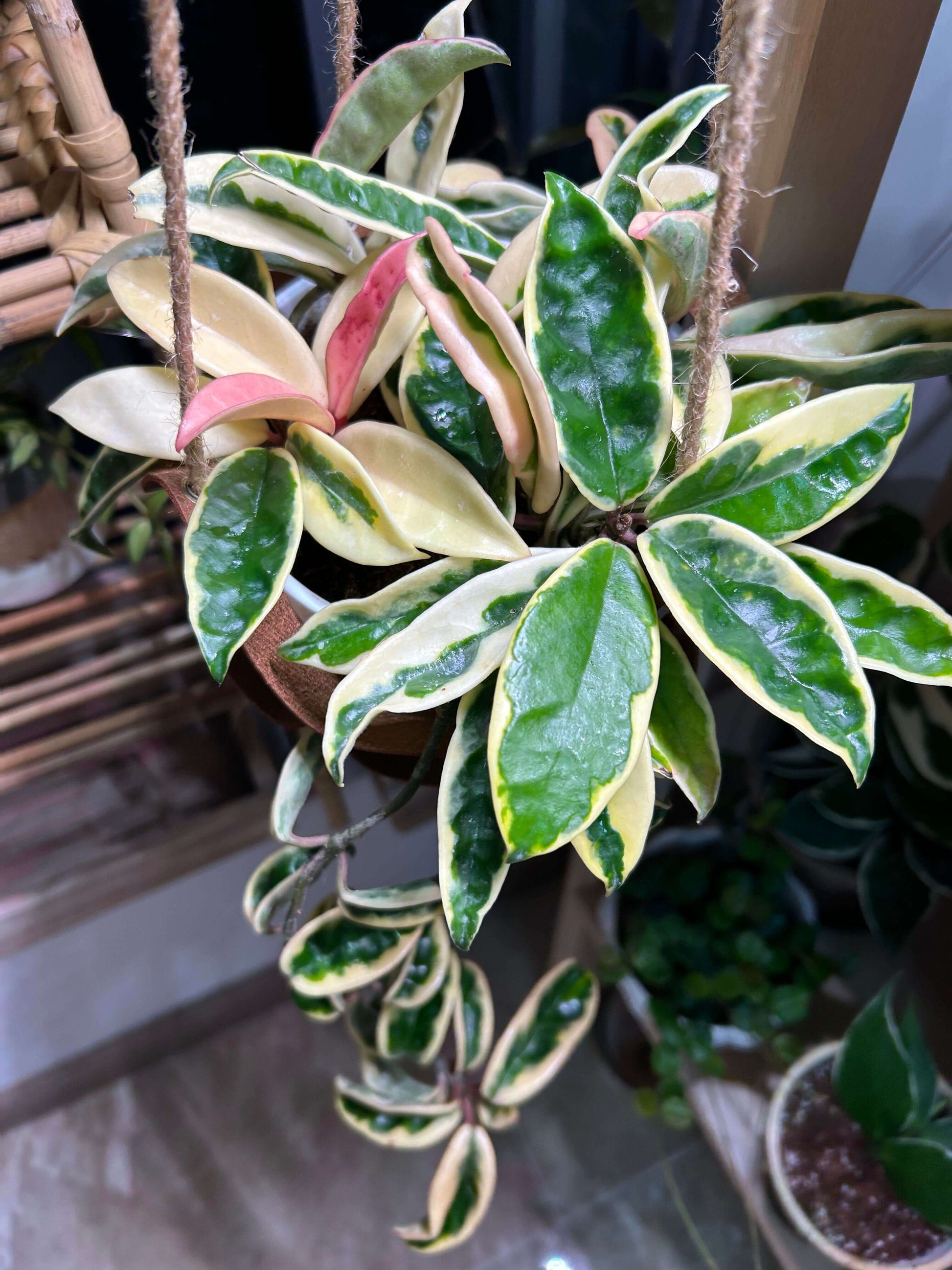 Hoya carnosa Krinkle Albomarginata Outer Variegated is a beautiful cultivar featuring outer-margin variegation, where the lighter coloring appears along the edges of the leaves rather than the inner parts. Derived from Hoya carnosa ‘Krinkle’, it shares the same distinctive dimpled leaves with 6–10 indentations and a crinkled texture, but stands out for its creamy or pale yellow margins that elegantly frame the deep green centers, adding a refined and decorative touch to its foliage.