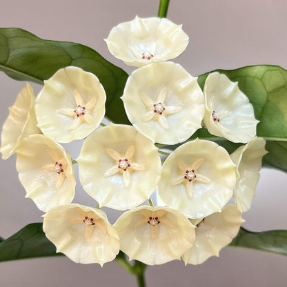 Hoya campanulata is a rare and elegant epiphytic Hoya native to western Malesia, including Borneo, Java, Malaya, and Sumatra, where it grows in wet tropical forests. It develops slender climbing stems with attractive, fleshy green leaves and produces distinctive bell-shaped, waxy flowers, which give the species its name.